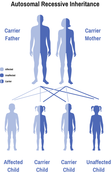 how does genetic carrier screening work